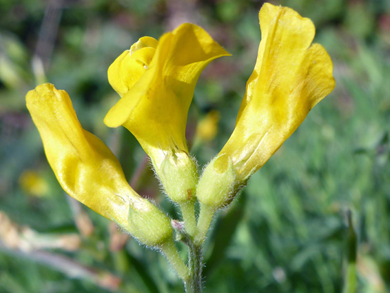 Three flowers