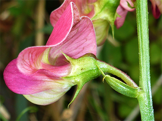 Calyx and corolla