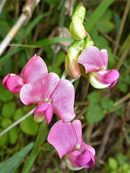 Group of flowers