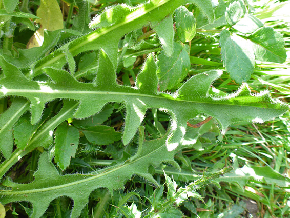 Green leaves