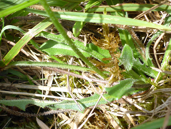 Basal leaves