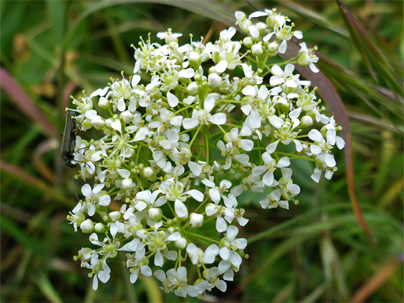 Hoary cress (lepidium draba), Berrow Dunes, Somerset