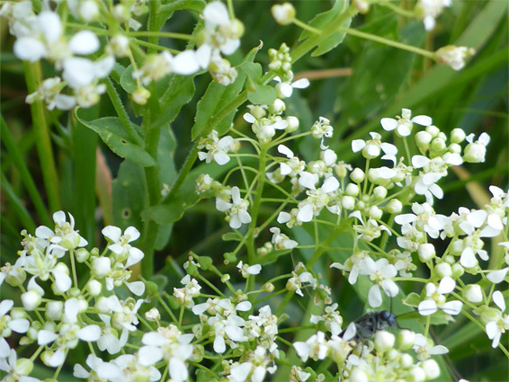 Tiny white flowers