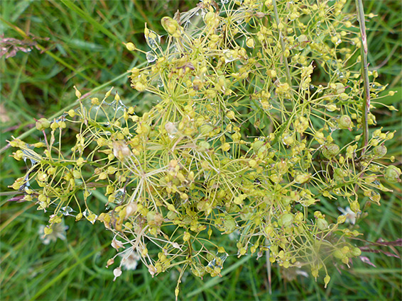 Yellow fruits