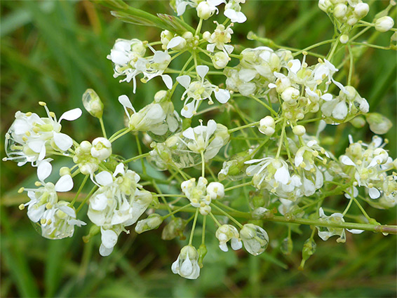 Watery flowers