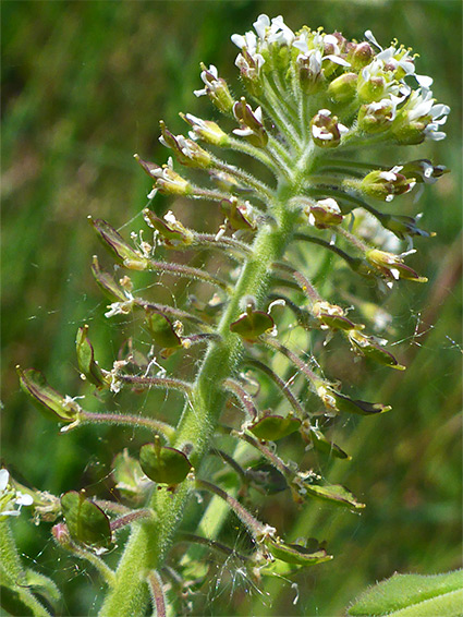Elongated flower cluster