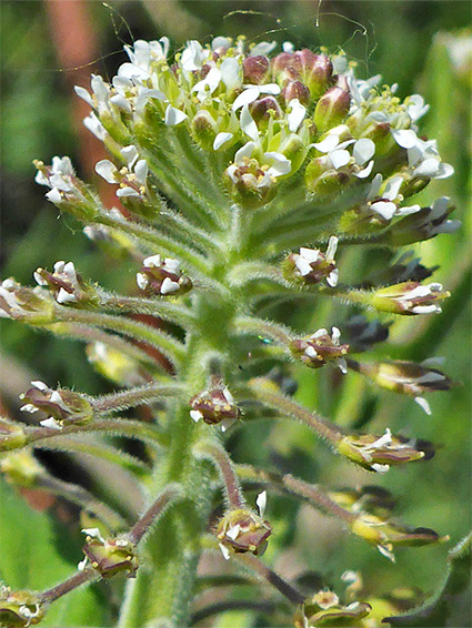 White inflorescence