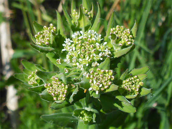 Developing clusters