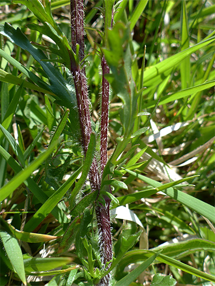 Hairy, purple stem