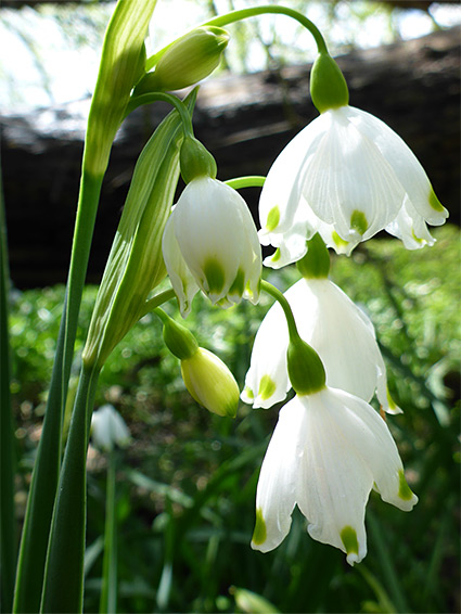 Spathe and flowers