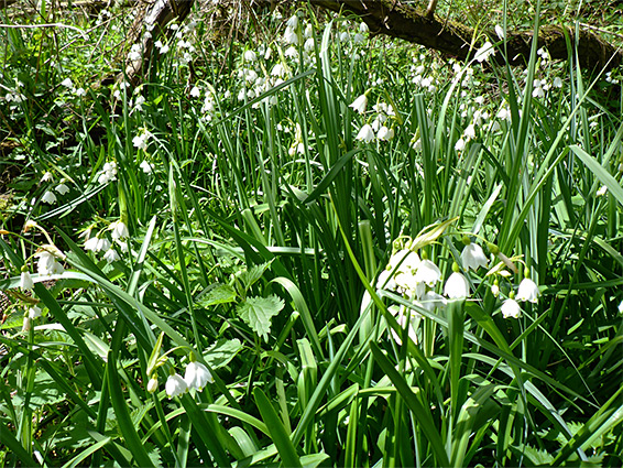 Plants in habitat