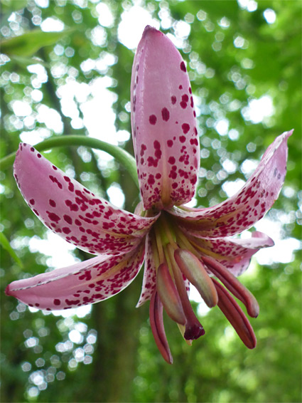 Long anthers