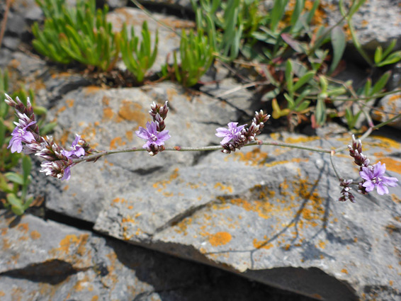 Slender stem