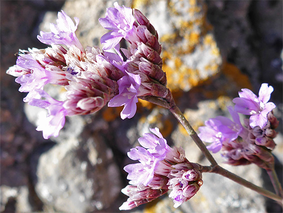 Flower clusters