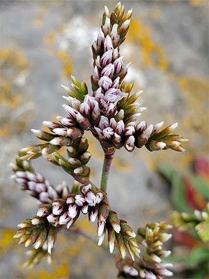 Many buds