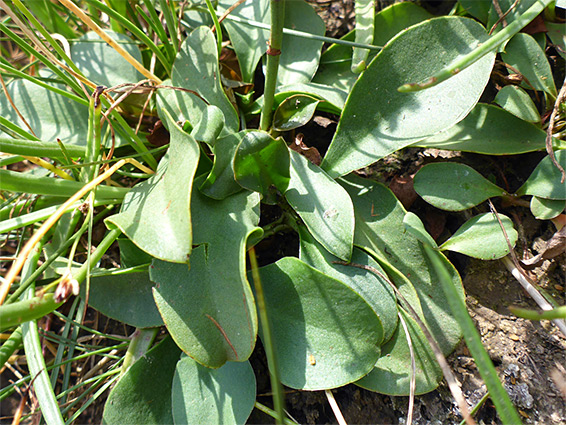 Grey-green leaves