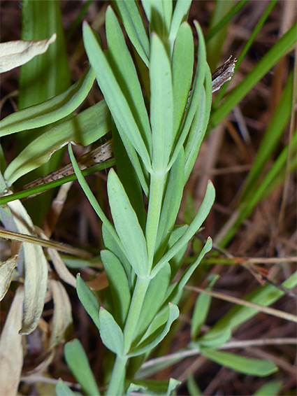 Upwards-pointing leaves