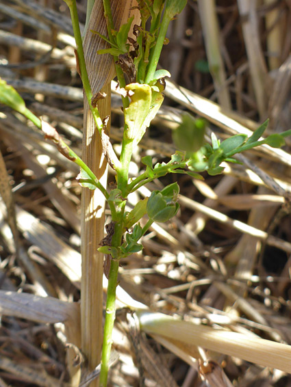 Lower stem leaves