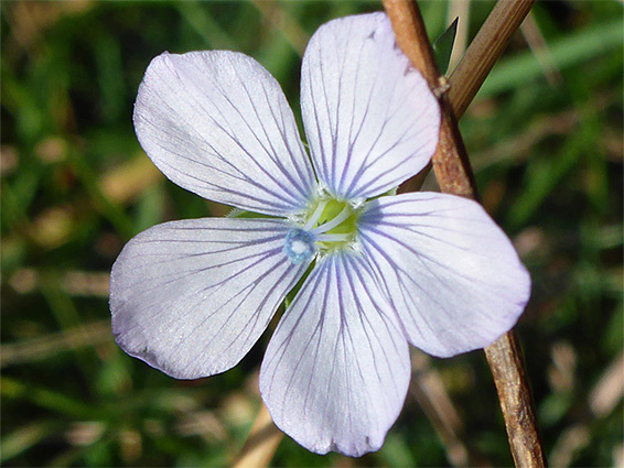 Five-petalled flower