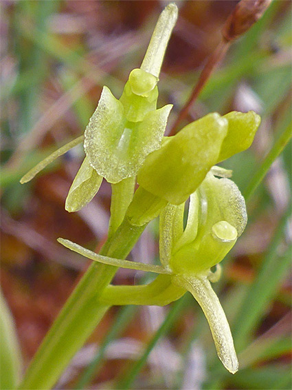 Small cluster