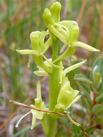 Green inflorescence