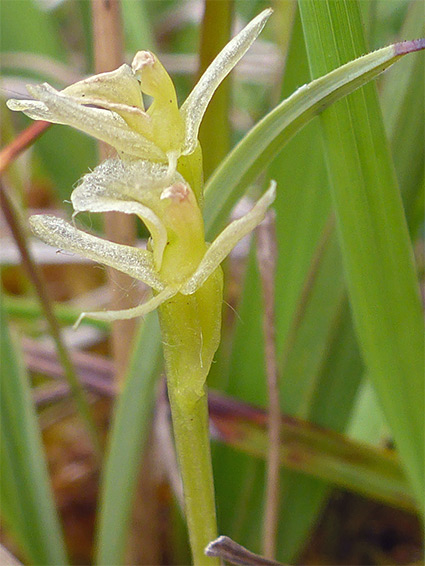 Two flowers