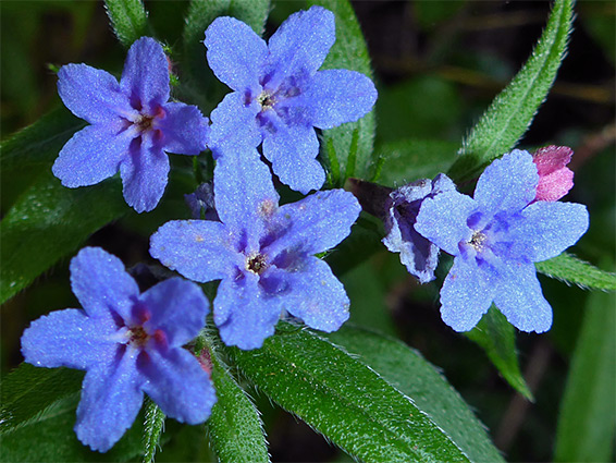 Purple gromwell (lithospermum purpureocaeruleum), Weston Big Wood Nature Reserve, Somerset