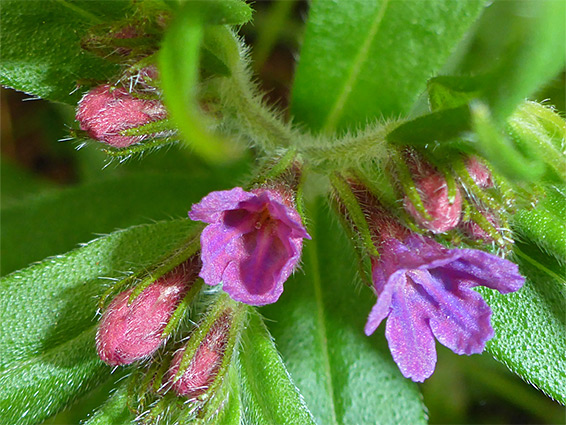 Developing flowers