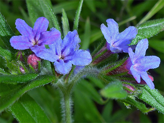 Buds and flowers