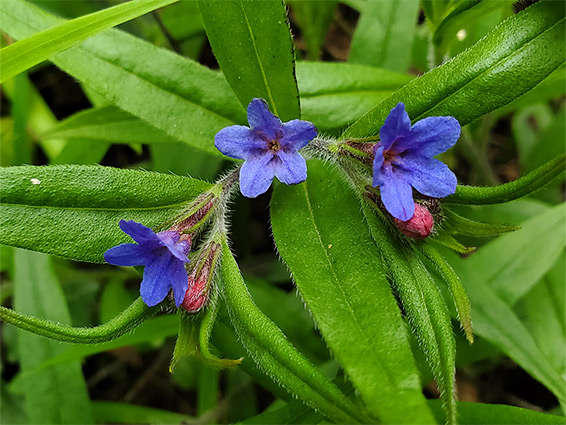 Three blue flowers