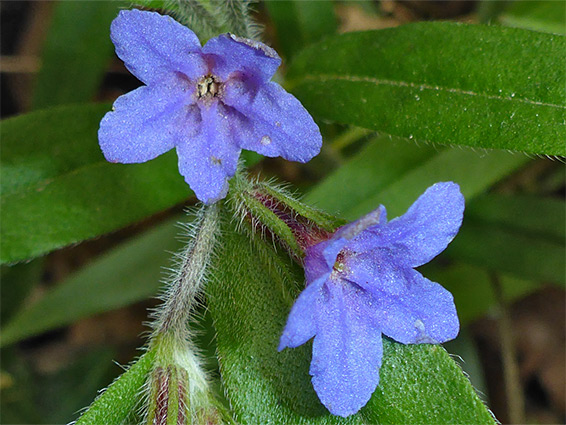 Pair of flowers