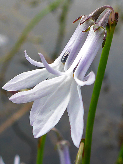 Lobelia dortmanna (water lobelia), Llyn Fach, Neath Port Talbot