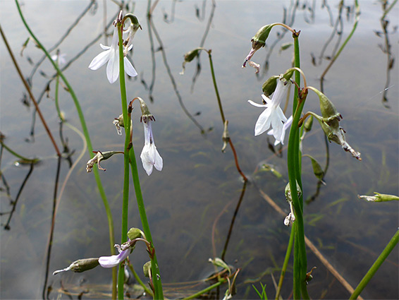 Submerged stems