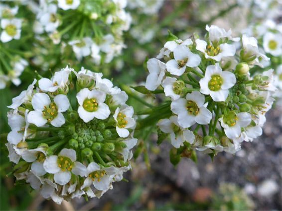 Lobularia maritima (sweet alyssum), Worlebury, Somerset