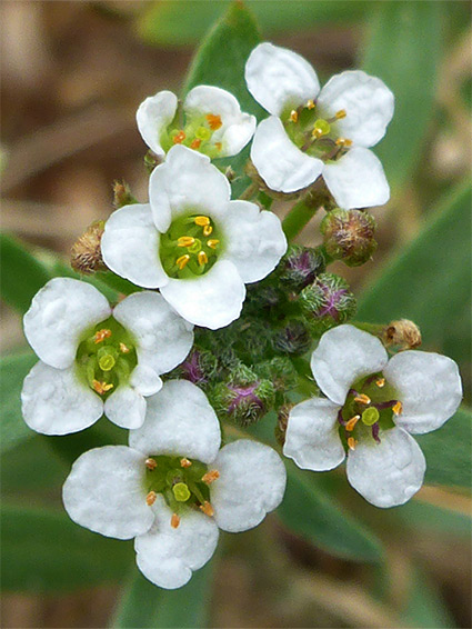 Flower cluster