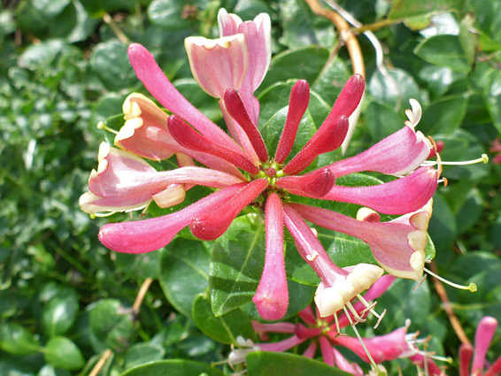 Pinkish red flowers