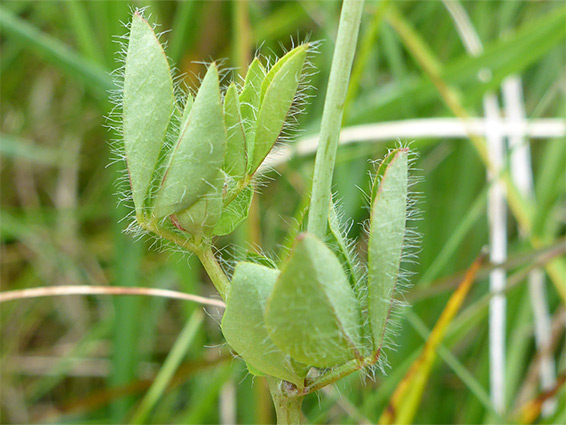 Spreading leaflet hairs