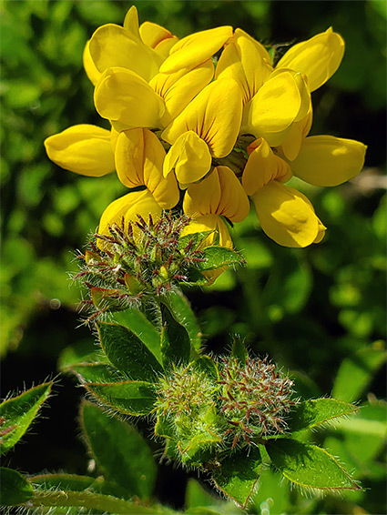 Dense flower cluster