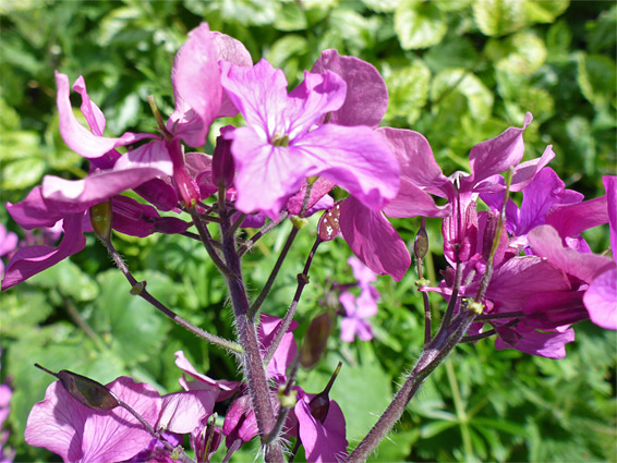 Flower cluster