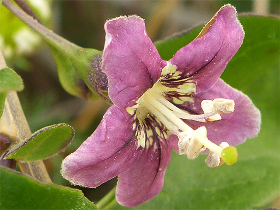 Flower with protruding stamems