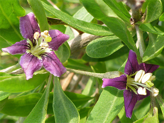 Pair of flowers