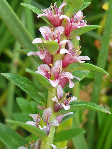 Leafy inflorescence