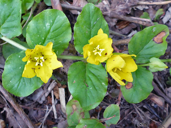 Leaves and flowers