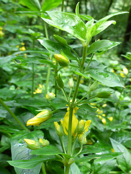 Flowering stem