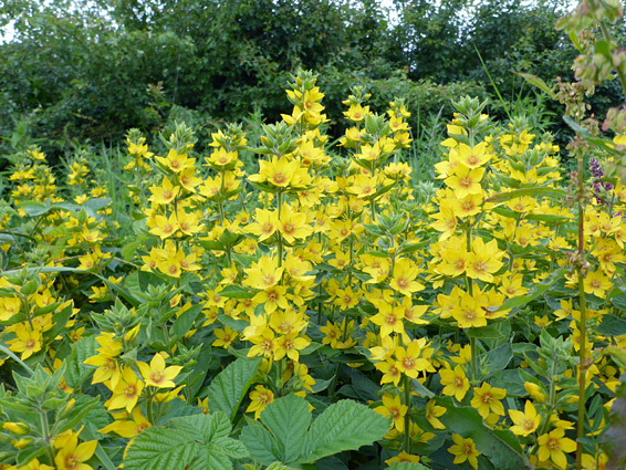 Many flowers