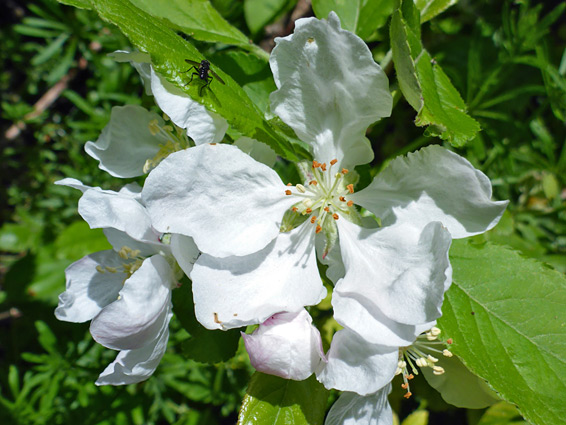 Apple (malus pumila), Sand Point, Somerset