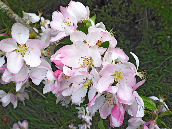 Crab apple (malus sylvestris), North Meadow, Wiltshire