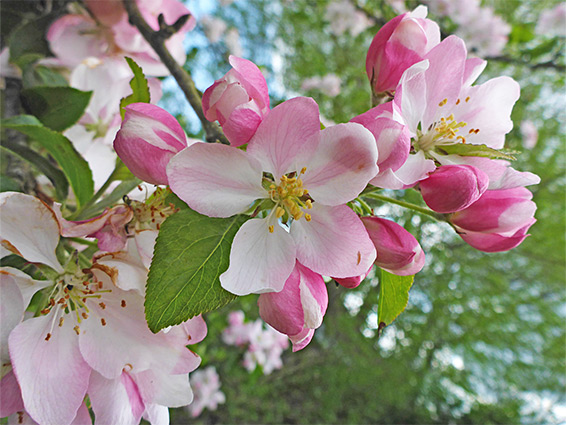 Flowers and buds