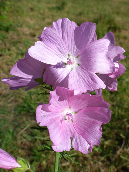 Shallowly notched petals