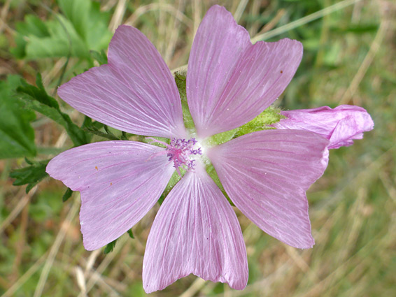 Malva moschata (musk mallow), Fontmell Down, Dorset